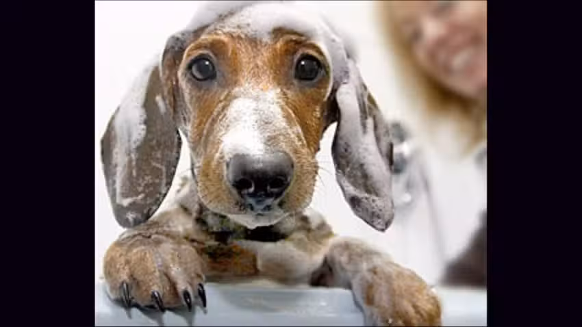 PELUQUERIA CANINA LAIO