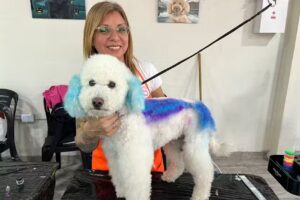 Peluquería canina “Mi Perro Dinamita”