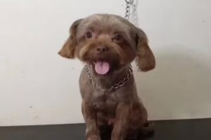 Peluquer&iacute;a Canina Milo