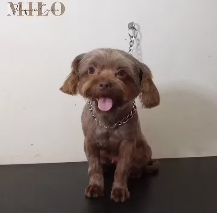 Peluquer&iacute;a Canina Milo