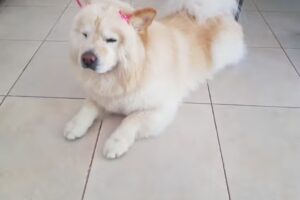 Peluquería Canina NOELIA luzuriaga Maipú