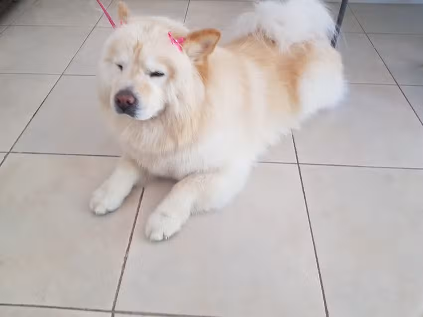 Peluquer&iacute;a Canina NOELIA luzuriaga Maip&uacute;