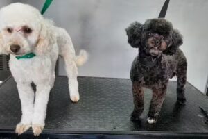 Peluqueria canina Patitas suaves