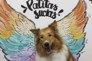 Peluquería Canina Patitas Sucias