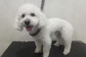 PELUQUERIA CANINA &ldquo;PELUCONES&rdquo;