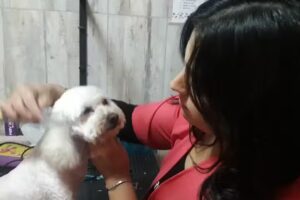 Peluqueria Canina “Pocas Pulgas”