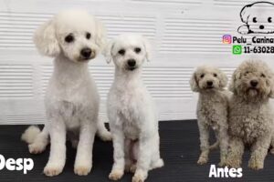 Peluquer&iacute;a Canina Roc&iacute;o