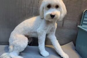 Peluquería canina Romeo