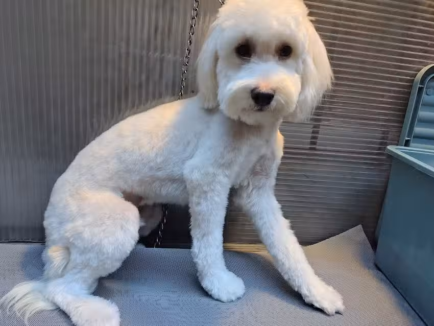 Peluquer&iacute;a canina Romeo