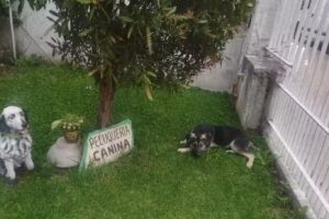 Peluquería canina Romina Rivarola