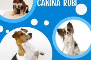 Peluquer&iacute;a canina rubi