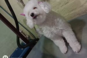 Peluqueria canina sabrina