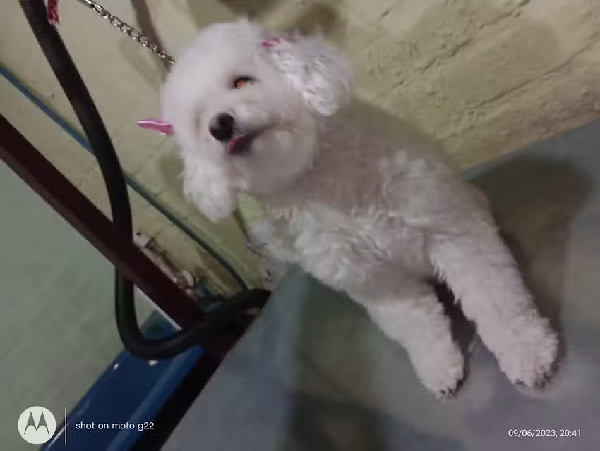 Peluqueria canina sabrina