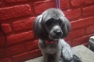 Peluqueria canina Yamii