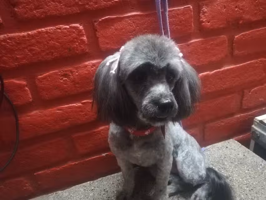 Peluqueria canina Yamii