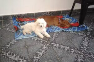 Peluquer&iacute;a Free style