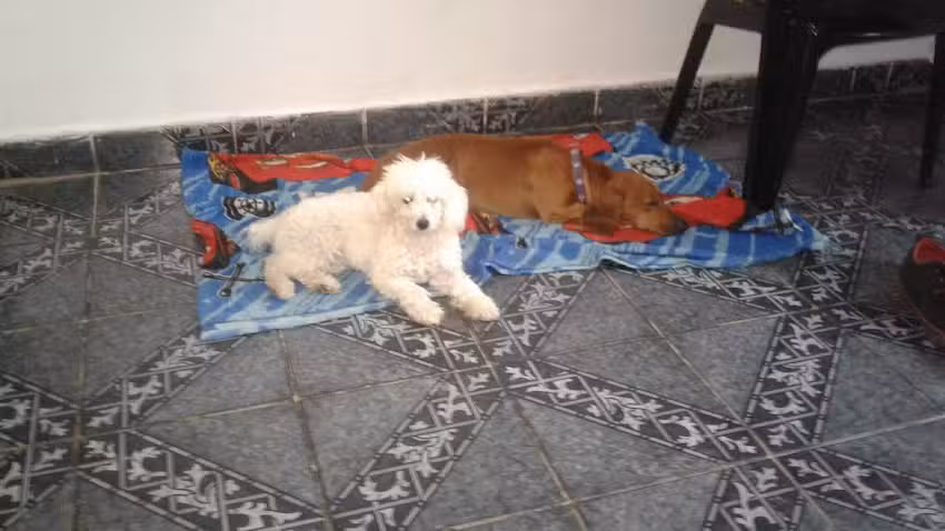 Peluquer&iacute;a Free style