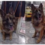 Peluquer&iacute;a Shampoo