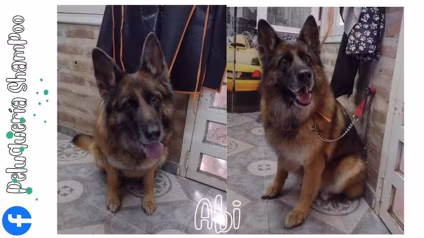 Peluquer&iacute;a Shampoo