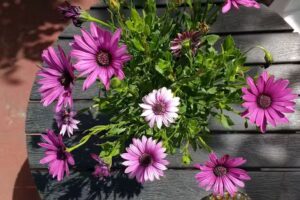 Peluquer&iacute;a y Est&eacute;tica Silun