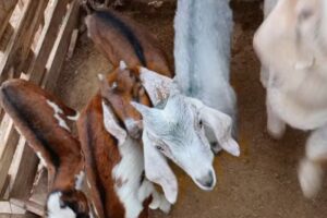 Puesto M&oacute;nica Flores