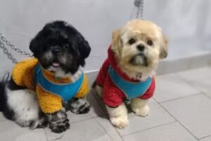 Puppis peluquer&iacute;a canina