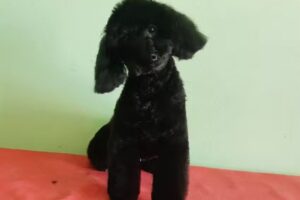 Sebas Nugnes Estilista Canino