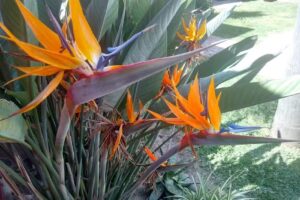 Silvina Chavero Sal&oacute;n de Peluquer&iacute;a