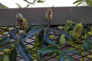 Thelma tienda de mascotas