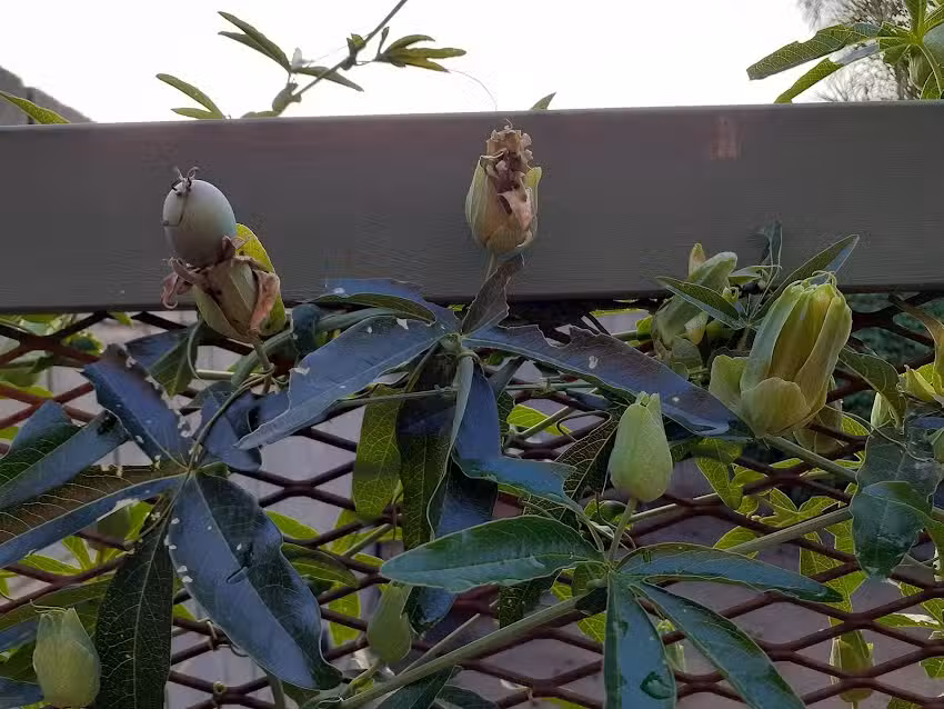 Thelma tienda de mascotas