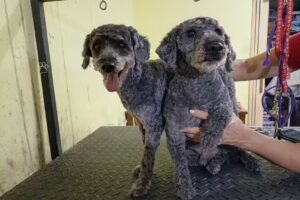 “TOMBI” PELUQUERIA CANINA