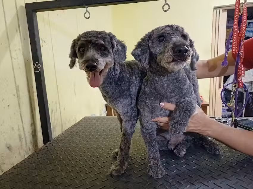 &ldquo;TOMBI&rdquo; PELUQUERIA CANINA