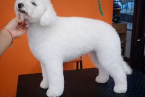 Tribu Animal Banfield