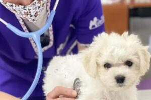 Veterinaria Bijou Blanc