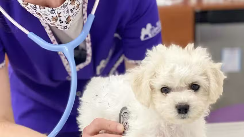 Veterinaria Bijou Blanc