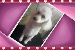 Vip peluqueria canina