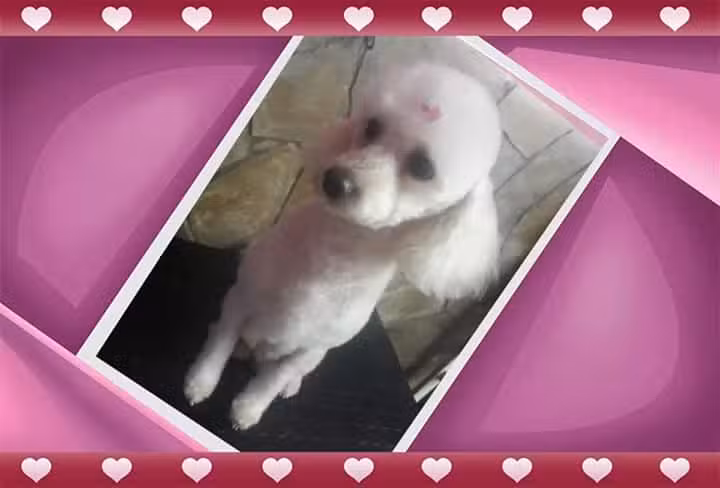 Vip peluqueria canina