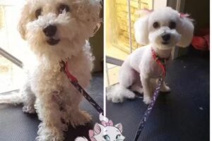 Yoliihuellitas pelu canina